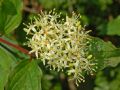 Cornus sanguinea